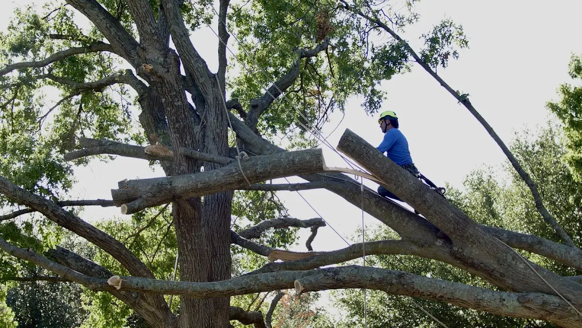 Professional Crown Thinning performed by certified arborists in Neck City